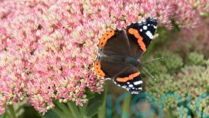 What butterflies will you be spotting during Big Butterfly Count?