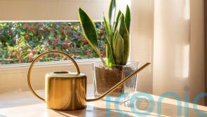 7 beautiful houseplants that are almost impossible to kill