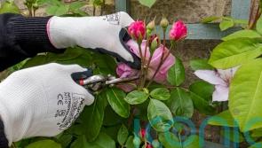 What is deadheading and is it really necessary?