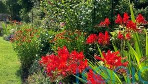 10 of the best late summer blooms