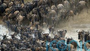 How to plan the perfect Great Migration trip to Kenya’s Masai Mara