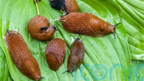 Why it’s been a bumper year for slugs, snails and other garden pests