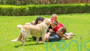 How to look after your lawn in summer