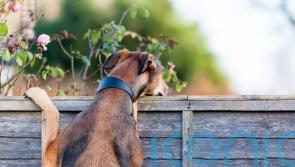Ways to screen your garden from nosy neighbours