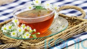How to grow your own herbal tea