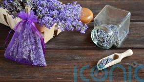 How to pimp up your home with lavender plants