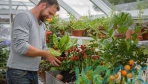 Top tips if you’re greenhouse sitting for your neighbour