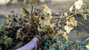 How to perk up your garden post-holiday