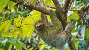 What is sloth fever and can I catch it?