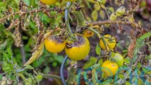 What is wrong with my tomatoes?
