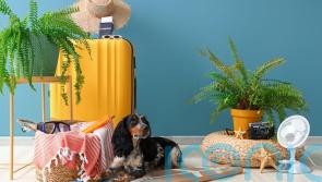 How to keep your greenery thriving during late-summer getaways