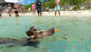 Beyond the billionaire mansions: 6 ways to discover the authentic Bahamas
