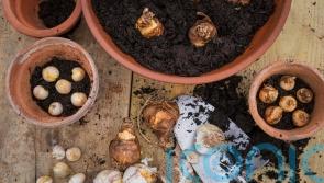 How to create a spring bulb ‘lasagne’