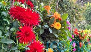 How to achieve dazzling dahlia displays
