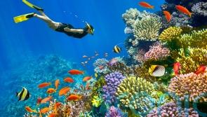 Dive below the surface to discover a refreshed and revived Sharm-el-Sheikh