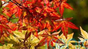The best plants for dazzling leaf colour in autumn