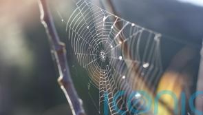 Homemade hacks for keeping pests at bay this autumn