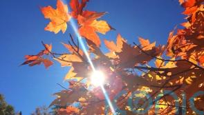 What you should be doing in the garden in October