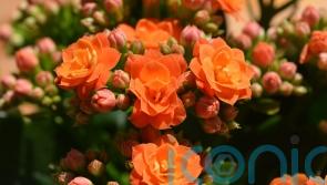 5 of the best houseplants to fill your home with joy this autumn