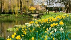 Daffodils to plant for a dazzling spring display