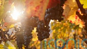 6 fruit-filled wines for autumnal recipes