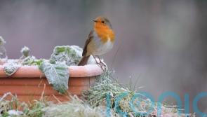 How to protect your garden before the first frosts set in