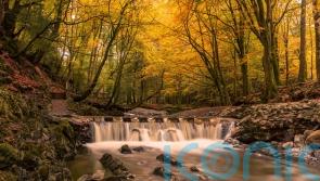 The best forest walks around the UK and Ireland to take on this autumn and winter