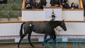 Godolphin splash out on full-sister to Charyn at Tattersalls