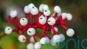 The spookiest plants for Halloween