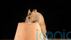How to deter uninvited creatures from nesting in your home