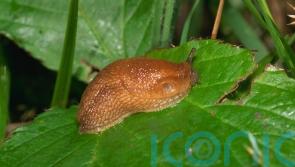 How to create a slug-resilient garden