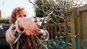 What essential garden jobs should you tackle as we head into the festive season?