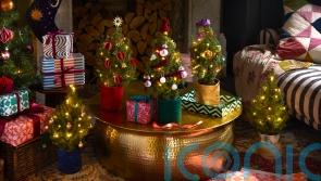 The best potted mini Christmas trees for small spaces