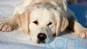 How to keep your dog safe and warm as the winter snow and ice sets in