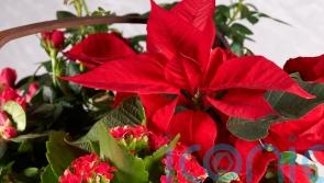 How to make your houseplants look festive