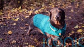 6 important things to remember before getting a puppy this Christmas 