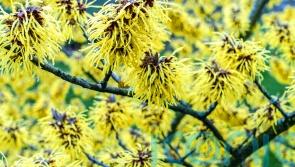 5 top fragrant shrubs to give you a scent-sational winter