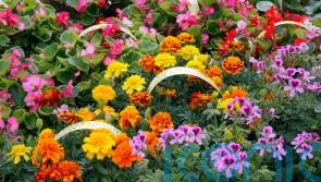 What will replace colourful annual bedding plants?
