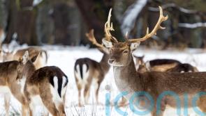 5 fantastic winter walks for wildlife spotting