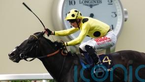 Royal Champion back with a bang after stint in Australia