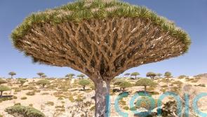 Quirky trees to spot on your travels