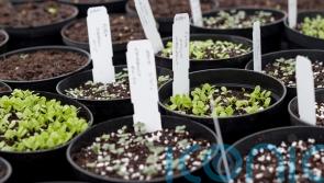 The easiest seeds to sow in winter