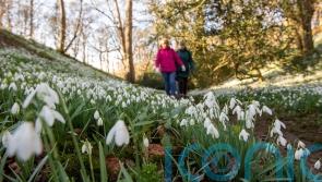 Top winter gardens to see snowdrops