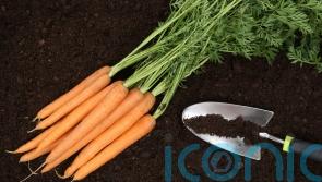 What to sow and grow this February