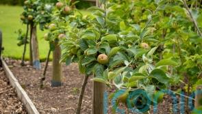 Should you plant trees in a vegetable plot?