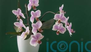 How to choose the right orchid for your home