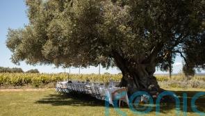 Why the Algarve is Europe’s most underrated culinary escape