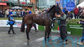 All eyes on Anzadam at Naas on Sunday