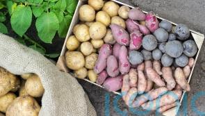A beginner’s guide to growing potatoes