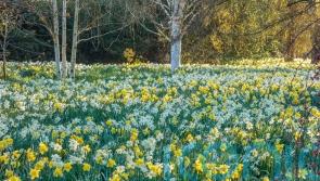 Gardens to visit for the best displays of spring bulbs